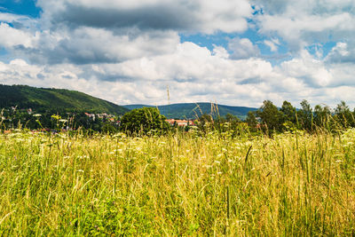 Plants growing on field against sky