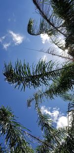 Low angle view of palm tree against blue sky