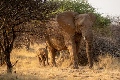 Elephant walking on field