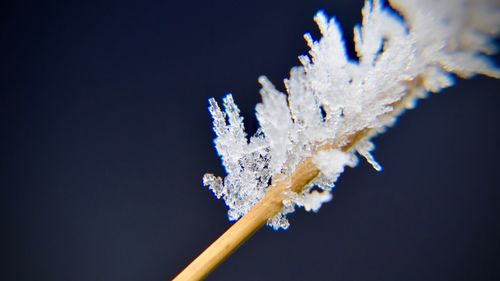 Close-up of snow against black background