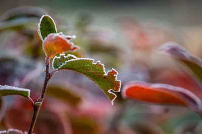 Beautiful red aronia leaves with a frosty edge. morning scenery in the garden. 