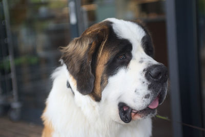 Close-up portrait of dog sticking out tongue