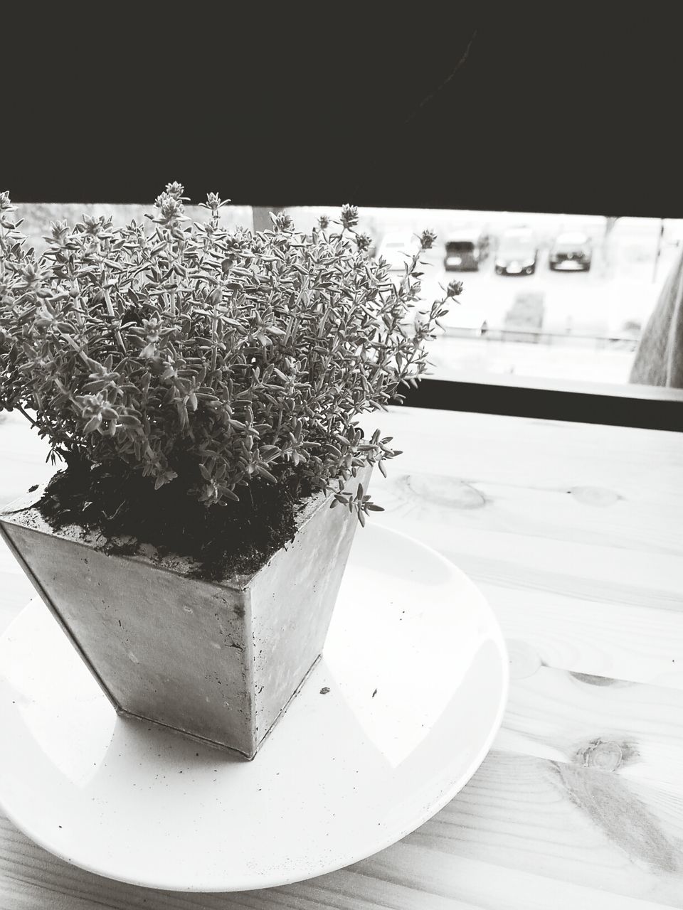 indoors, built structure, architecture, window, plant, building exterior, high angle view, close-up, no people, potted plant, glass - material, growth, house, day, white color, nature, wall - building feature, tree, table