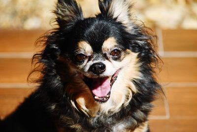 Close-up portrait of a dog at home