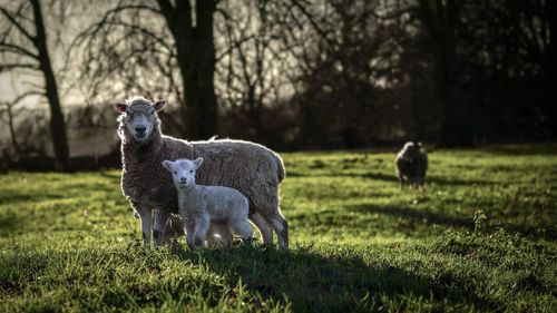 Portrait of sheep on field