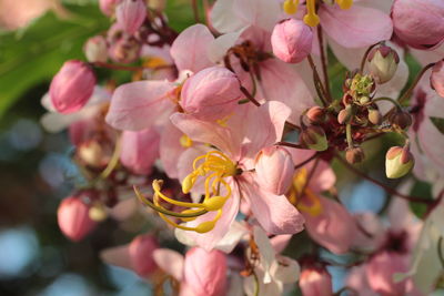 Close-up of pink flowers blooming outdoors
