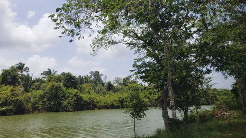 Scenic view of river amidst trees in forest against sky