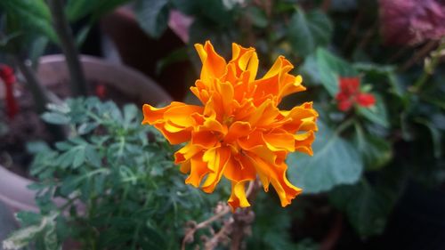 Close-up of orange flower blooming outdoors