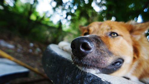 Close-up of dog