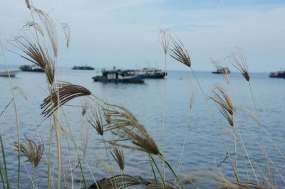 Close-up of stalks in sea against sky