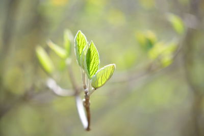 Close-up of green leaves