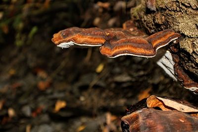 Close-up of mushroom growing on field