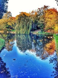 Reflection of trees in water