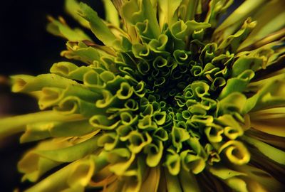 Close-up of yellow flower blooming outdoors