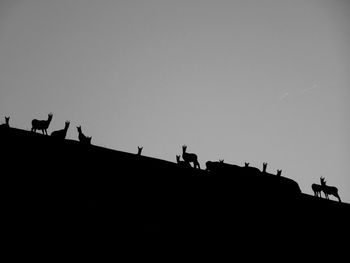 Low angle view of silhouette birds perching against clear sky
