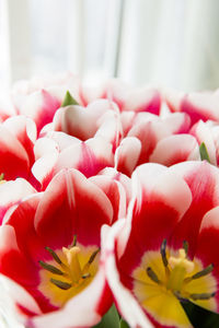 Close-up of red roses