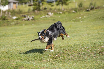 Dog running in field