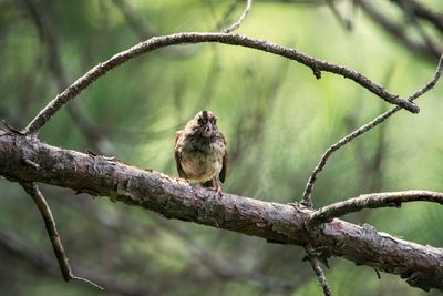 Close-up of bird perching on tree