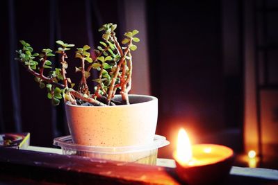 Close-up of potted plant on table