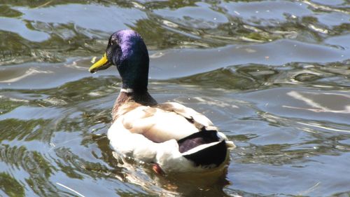 Duck swimming in water