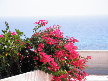 Close-up of pink flowers by sea against sky