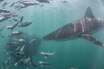 Fish swimming in sea