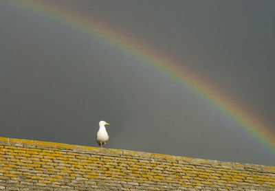 Bird on rainbow against sky
