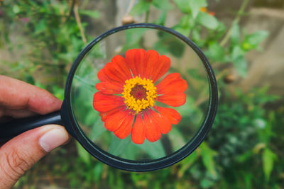 Close-up of hand holding red flower