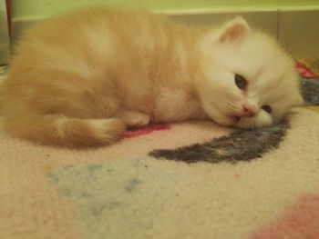 Close-up portrait of cat relaxing on floor