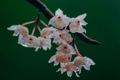 Close-up of white cherry blossom against blue background