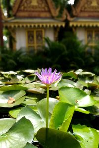 Close-up of lotus water lily