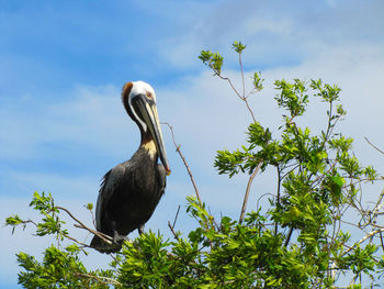 Low angle view of pelican perching on tree against sky