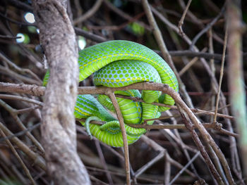 Close-up of green leaf on tree