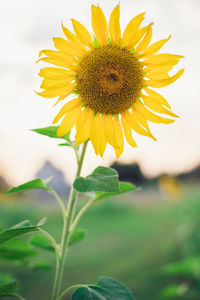 Close-up of sunflower on field