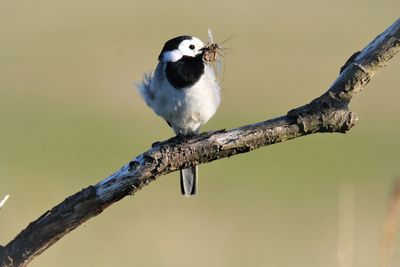 Wagtail with bugs in the beak. siiting on branch, close up