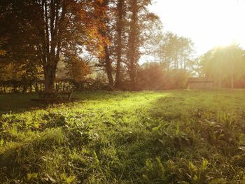 Trees and grass on field