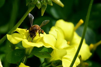 Close-up of bee pollinating on flower