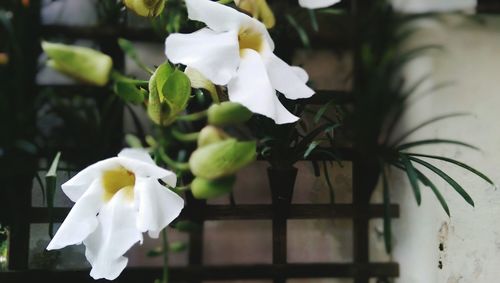 Close-up of white flowers blooming indoors