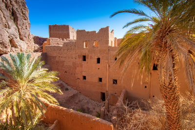 Palm trees and buildings against sky