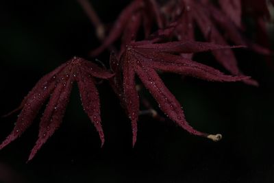 Close-up of water drops on plant over black background