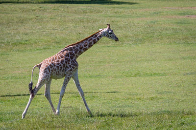 Side view of giraffe on field