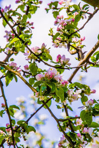 Low angle view of flowering tree against sky