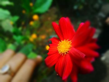 Close-up of red flower