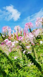 Low angle view of pink flowers blooming against sky