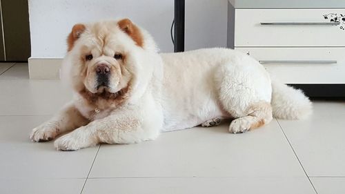 Portrait of a dog resting on floor