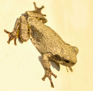 Close-up of a lizard