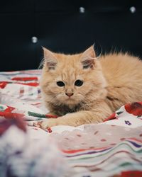 Close-up portrait of cat on bed