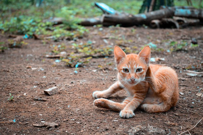 Portrait of ginger cat on field