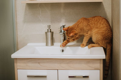 Cat sitting in bathroom
