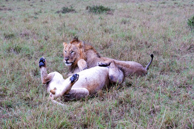 Lioness in a field